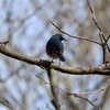 矢板市の野鳥②　コルリ・キビタキ他　２０２３年４月２９日　