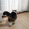 Ｏ次郎 猫草実りました
