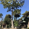 駒留八幡神社@世田谷区上馬