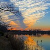 乙戸沼の夕陽と白鳥～つくば市とその周辺の風景写真案内（１２３２） 