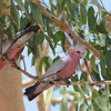 モモイロインコ(Galah)