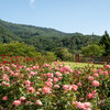 山形県村山市：東沢バラ公園　秋のバラまつり2019