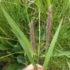 チガヤとススキの花の色は。