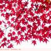 モミジの葉の紅葉〈３〉　　散歩