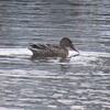 朝の新池にハシビロガモが