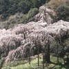 清明のしだれ桜