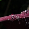 雨上がりに