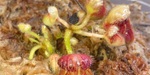 セファロタス成長記録=2026/9月21日 #食虫植物 #icos #BGM #ボカロ #初音ミク