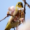日本　2024年3月16日の野鳥たち
