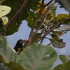 Collared Aracari ムナフチュウハシ