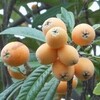 枇杷の実