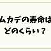 ムカデの寿命はどのくらい？出る家の特徴と安全な対策法を徹底解説