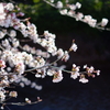 朝撮りの桜