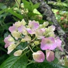 梅雨空だって花は咲く