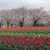 パティオのチューリップと桜