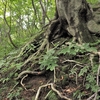 自らを支えるブナの根、その力強さ