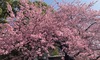 桜探しに行って来ました
