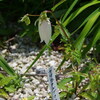 白山高山植物園「ヤマホタルブクロ」