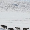 春雪の阿蘇、純白に輝く