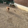 老犬ホームあん｜新人さん アラシ^^