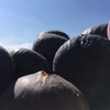 自然相手では限界💦お手製乾燥機
