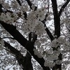 桜の下を、9歳児のゆうゆうと夕刻の散歩