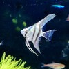 ブルーエンゼルの碧水(アクア)、降臨😇🌟