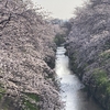 佐保川の桜