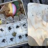 浜離宮庭園で、シウマイ弁当