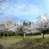 枝垂れ桜満開