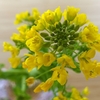 菜の花