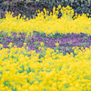 一面の黄色：呉羽の菜の花畑