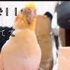 「回復と絆の10日間。小さな命と向き合う毎日」きい・ころ日記