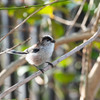 公園の野鳥達（エナガ）