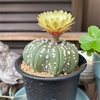 取り憑かれつつ平坦に戻ったり