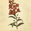 SNAPDRAGON｜金魚草 Graciousness & Benevolence