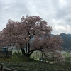 納戸料の百年桜（吉田の百年桜） 佐賀県嬉野市～里を見下ろす茶畑の中の一本桜