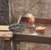 野鳥が一杯♪