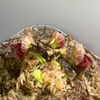 セファロタス成長記録=2026/5月19日 #食虫植物 #セファロタス #icos #著作権無料 #BGM
