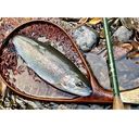 ご近所釣行記
