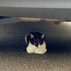 御誕生寺　猫パラダイス（福井県）