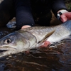 口の壊れたアメマスがよく釣れるということは、魚のリリースに意味はあるということの表れ。