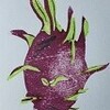 木版５５：ドラゴンフルーツ