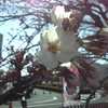 ここ一両日の暖かさで‥