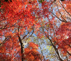丹沢紅葉登山おすすめ7選！見頃・絶景スポット・初心者向けコースを徹底解説！