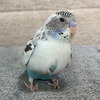 比較的新しいチャンネルだけど情報の質はスゴイ（はじめてのインコちゃん）