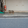 近隣住宅街のねこさん