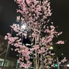 中目黒の桜