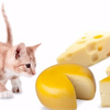 猫がチーズを食べる！大丈夫なの？