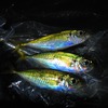 釣りぶらぶら　2016・19回目11/2～3と20回目11/4～5